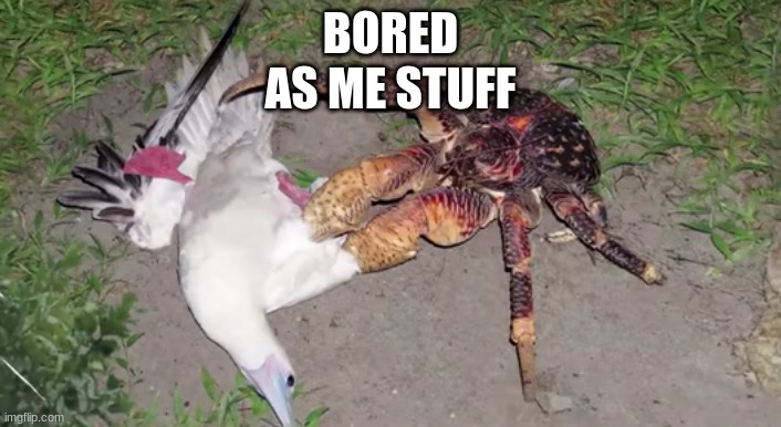 Coconut Crab and Red Footed Booby Bird | BORED
AS ME STUFF | image tagged in coconut crab and red footed booby bird | made w/ Imgflip meme maker