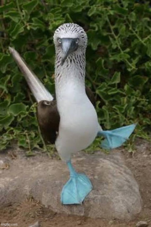 blue footed boobie dancing | image tagged in blue footed boobie dancing | made w/ Imgflip meme maker