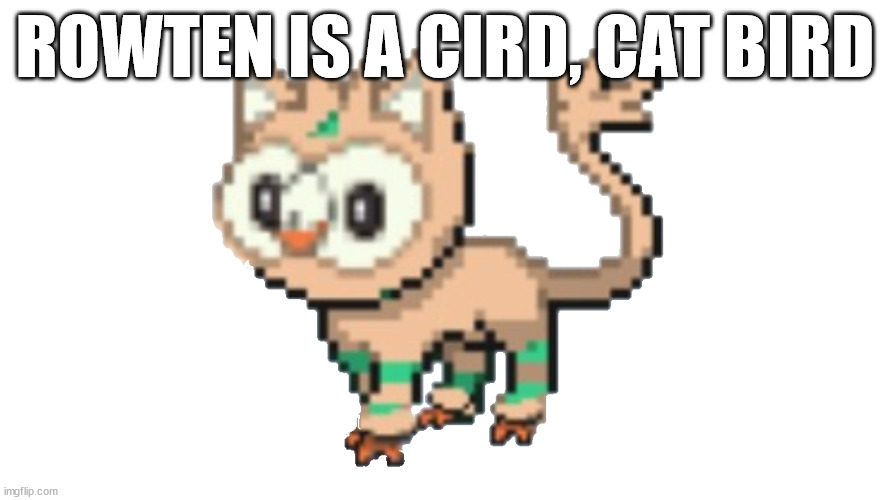 rowten | ROWTEN IS A CIRD, CAT BIRD | image tagged in rowten | made w/ Imgflip meme maker