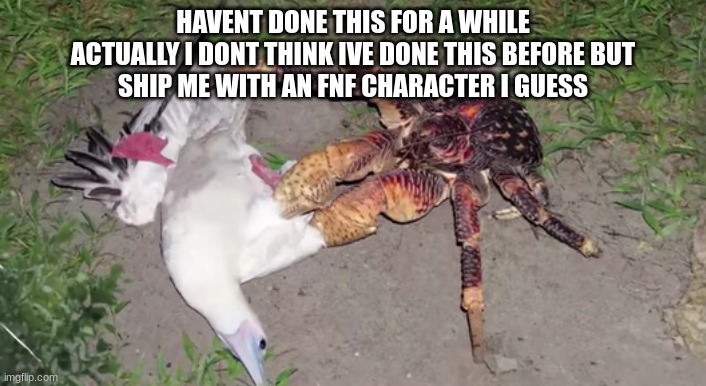 Coconut Crab and Red Footed Booby Bird | HAVENT DONE THIS FOR A WHILE
ACTUALLY I DONT THINK IVE DONE THIS BEFORE BUT
SHIP ME WITH AN FNF CHARACTER I GUESS | image tagged in coconut crab and red footed booby bird | made w/ Imgflip meme maker