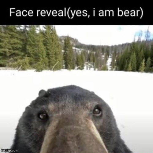 I am a bear | image tagged in shitpost | made w/ Imgflip meme maker