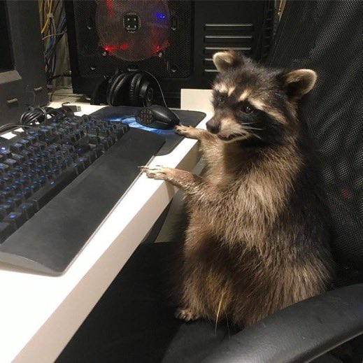 gamer raccoon Blank Meme Template