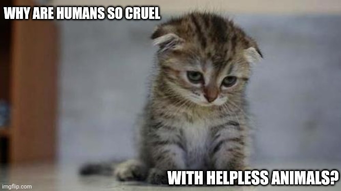 Sad kitten | WHY ARE HUMANS SO CRUEL; WITH HELPLESS ANIMALS? | image tagged in sad kitten | made w/ Imgflip meme maker