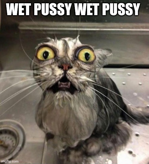 Astonished Wet Cat | WET PUSSY WET PUSSY | image tagged in astonished wet cat | made w/ Imgflip meme maker
