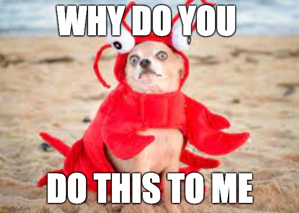 dog at da beach relises what he/she's wearing | WHY DO YOU; DO THIS TO ME | image tagged in lobster,dog,beach,funny,why | made w/ Imgflip meme maker