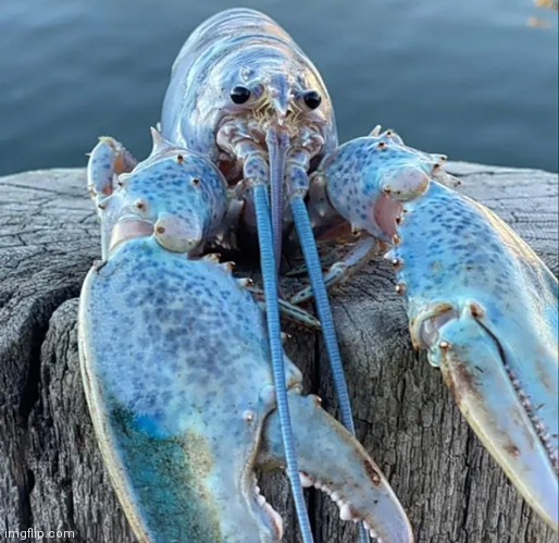 Blue lobster jumpscare | image tagged in the blue lobster | made w/ Imgflip meme maker