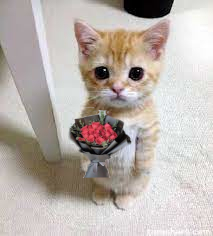 cute cat with flower Blank Meme Template
