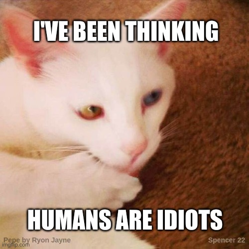 Cats are better | I'VE BEEN THINKING; HUMANS ARE IDIOTS | image tagged in pepe,idiots,human stupidity,cats,brilliant,thinking | made w/ Imgflip meme maker