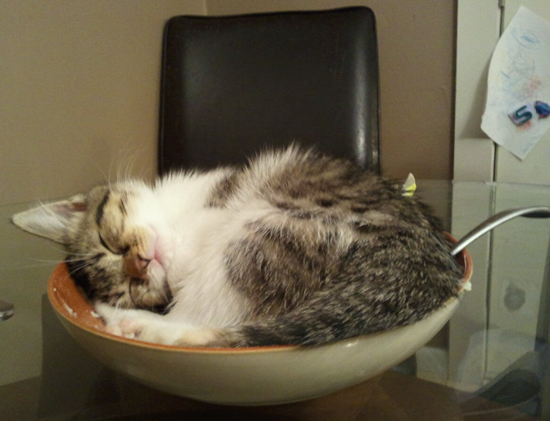 image tagged in cute,cats,animals