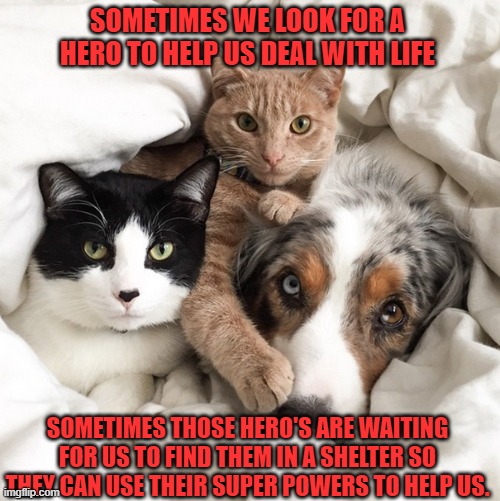 Different type of Hero's | SOMETIMES WE LOOK FOR A HERO TO HELP US DEAL WITH LIFE; SOMETIMES THOSE HERO'S ARE WAITING FOR US TO FIND THEM IN A SHELTER SO THEY CAN USE THEIR SUPER POWERS TO HELP US. | image tagged in dog and cats,superheroes,family,pets,money,friends | made w/ Imgflip meme maker
