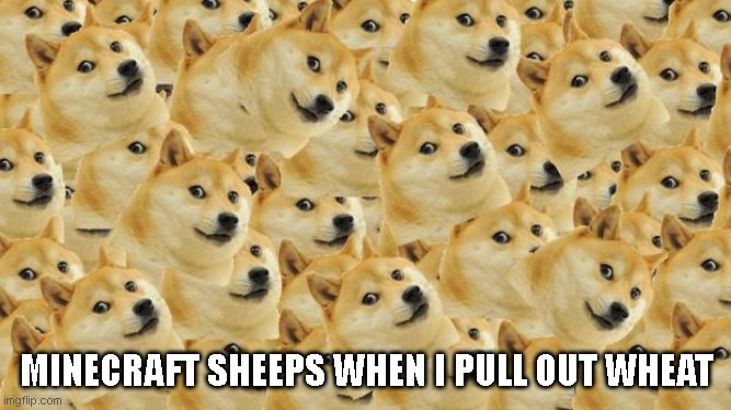 Ah no | MINECRAFT SHEEPS WHEN I PULL OUT WHEAT | image tagged in memes,multi doge,minecraft | made w/ Imgflip meme maker