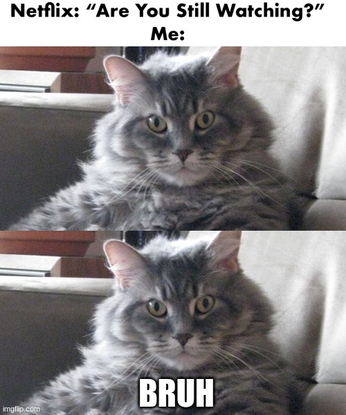when neflix asks if you are watching | BRUH | image tagged in funny cats | made w/ Imgflip meme maker