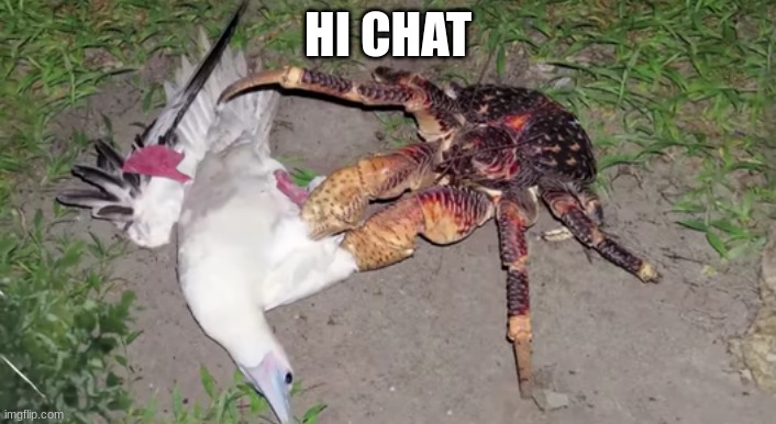 Coconut Crab and Red Footed Booby Bird | HI CHAT | image tagged in coconut crab and red footed booby bird | made w/ Imgflip meme maker