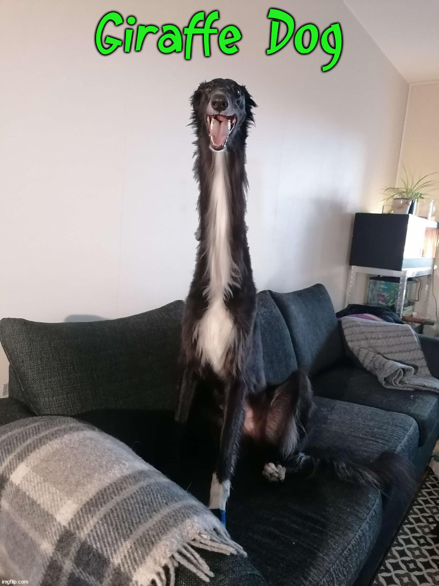 Giraffe Dog | image tagged in cursed image | made w/ Imgflip meme maker