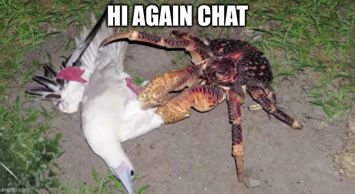 Coconut Crab and Red Footed Booby Bird | HI AGAIN CHAT | image tagged in coconut crab and red footed booby bird | made w/ Imgflip meme maker