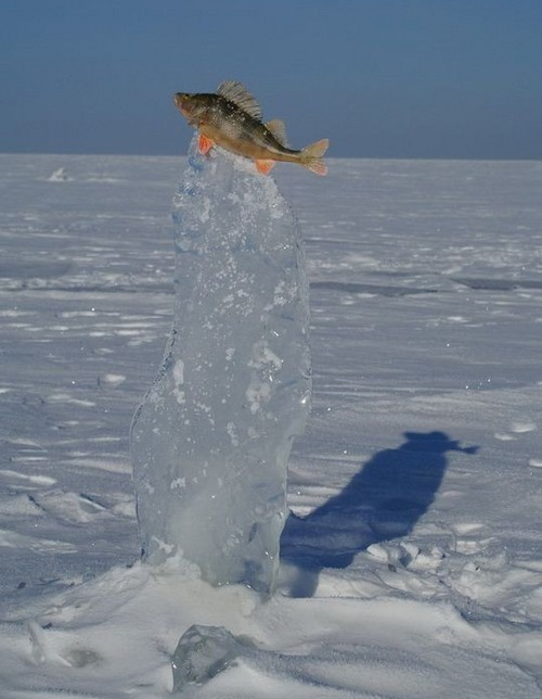image tagged in nature,wtf,funny
