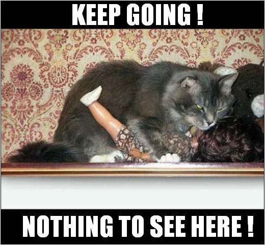 Best Walk On By ! | KEEP GOING ! NOTHING TO SEE HERE ! | image tagged in cats,doll,nothing to see here | made w/ Imgflip meme maker