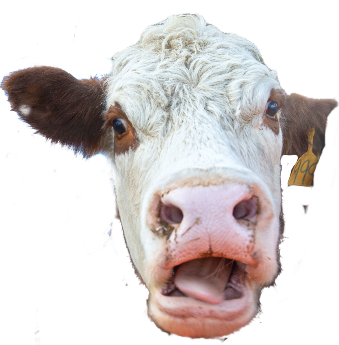 High Quality Surprised Cow Blank Meme Template