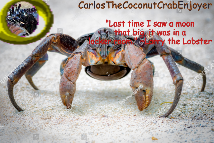 coco for coconut crabs Blank Meme Template