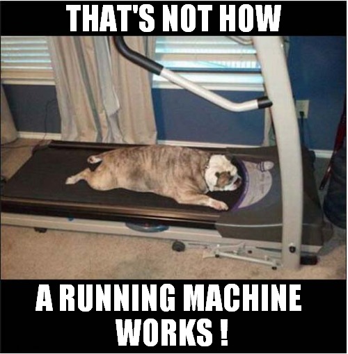 A Nice Comfy Spot ! | THAT'S NOT HOW; A RUNNING MACHINE 
WORKS ! | image tagged in dogs,comfort,sleeping,running machine | made w/ Imgflip meme maker