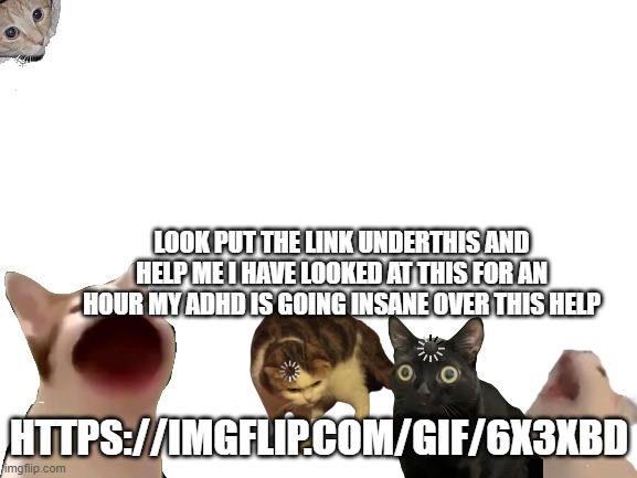 btw the cats are cause i like cats | LOOK PUT THE LINK UNDERTHIS AND HELP ME I HAVE LOOKED AT THIS FOR AN HOUR MY ADHD IS GOING INSANE OVER THIS HELP; HTTPS://IMGFLIP.COM/GIF/6X3XBD | image tagged in cat,confused | made w/ Imgflip meme maker