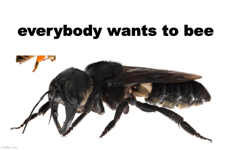 everybody wants to bee | made w/ Imgflip meme maker