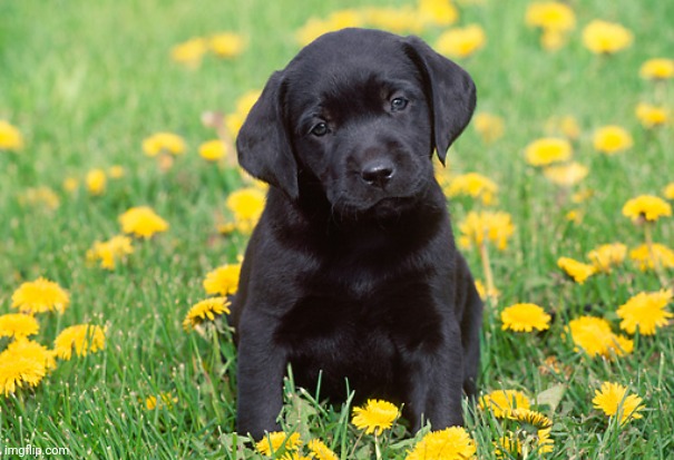 Black Labs Matter | image tagged in black labs matter | made w/ Imgflip meme maker