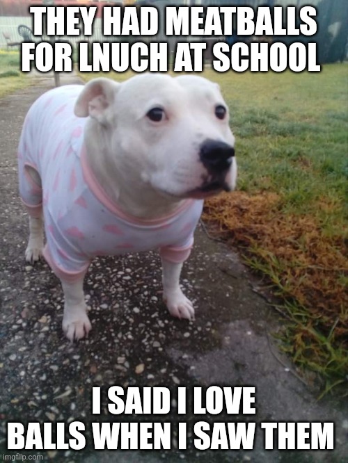 High quality Huh Dog | THEY HAD MEATBALLS FOR LNUCH AT SCHOOL; I SAID I LOVE BALLS WHEN I SAW THEM | image tagged in high quality huh dog | made w/ Imgflip meme maker