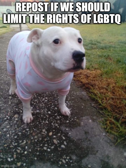 High quality Huh Dog | REPOST IF WE SHOULD LIMIT THE RIGHTS OF LGBTQ | image tagged in high quality huh dog | made w/ Imgflip meme maker