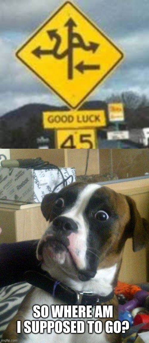 you had one job #3 | SO WHERE AM I SUPPOSED TO GO? | image tagged in blankie the shocked dog | made w/ Imgflip meme maker