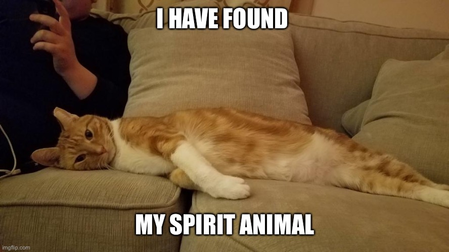 Tired Cat | I HAVE FOUND; MY SPIRIT ANIMAL | image tagged in tired cat,cat,cats,lazy cat | made w/ Imgflip meme maker