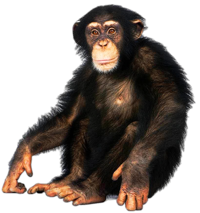 High Quality Chimp Blank Meme Template