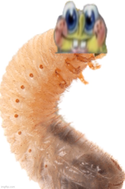 Spongefly Larva | image tagged in spongefly larva | made w/ Imgflip meme maker