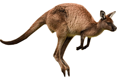 Jumping Kangaroo Blank Meme Template