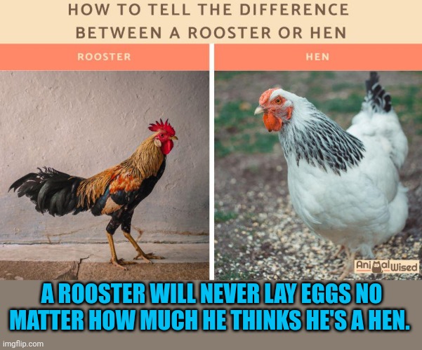 What is logical for animals is termed transphobic for humans.  Why? | A ROOSTER WILL NEVER LAY EGGS NO MATTER HOW MUCH HE THINKS HE'S A HEN. | image tagged in transgender,lgbtq | made w/ Imgflip meme maker