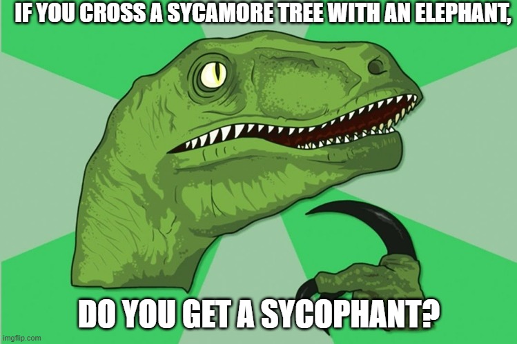new philosoraptor | IF YOU CROSS A SYCAMORE TREE WITH AN ELEPHANT, DO YOU GET A SYCOPHANT? | image tagged in new philosoraptor | made w/ Imgflip meme maker