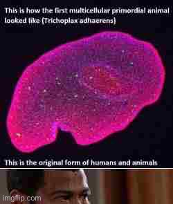 Mildésmallington animalia origin | made w/ Imgflip meme maker