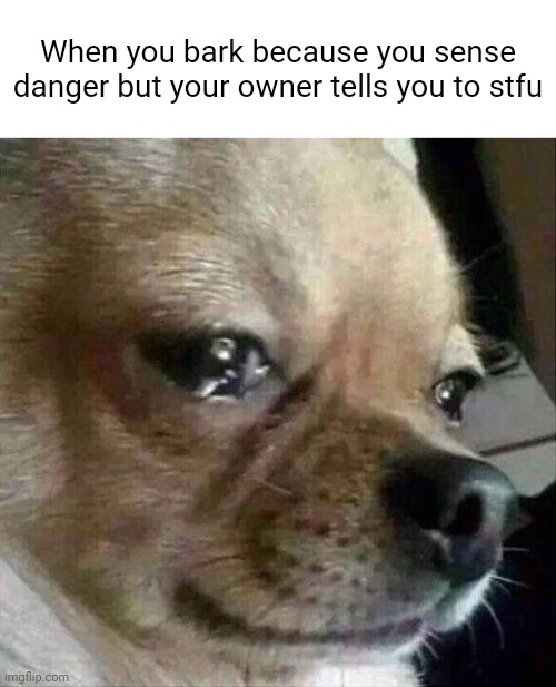 The pain they feel | When you bark because you sense danger but your owner tells you to stfu | image tagged in crying chihuahua | made w/ Imgflip meme maker