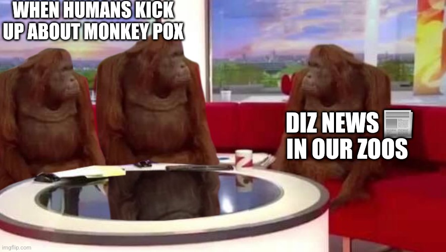 where monkey | WHEN HUMANS KICK UP ABOUT MONKEY POX; DIZ NEWS 📰 IN OUR ZOOS | image tagged in where monkey | made w/ Imgflip meme maker