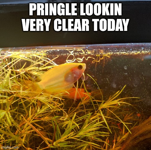 Pringle the fish | PRINGLE LOOKIN VERY CLEAR TODAY | made w/ Imgflip meme maker