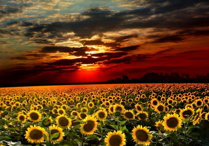 High Quality Glorious Sunflower sunset Blank Meme Template