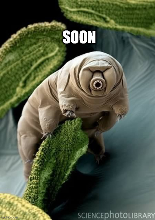 water bear | SOON | image tagged in water bear | made w/ Imgflip meme maker