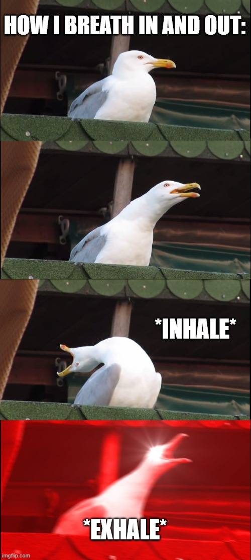 how I breathe in: | HOW I BREATH IN AND OUT:; *INHALE*; *EXHALE* | image tagged in memes,inhaling seagull | made w/ Imgflip meme maker