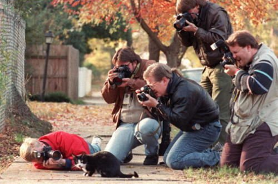 image tagged in photography,wtf,cats
