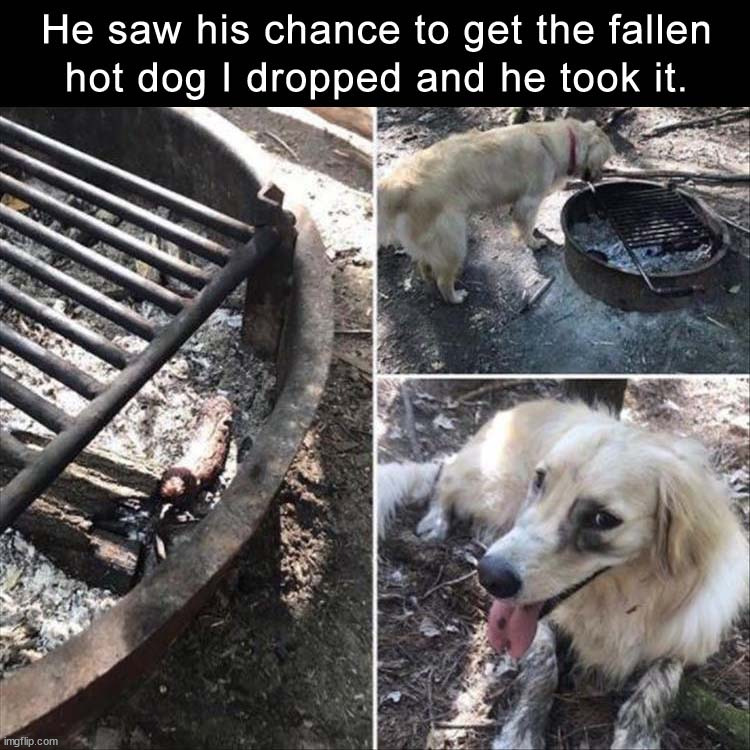 image tagged in dogs | made w/ Imgflip meme maker