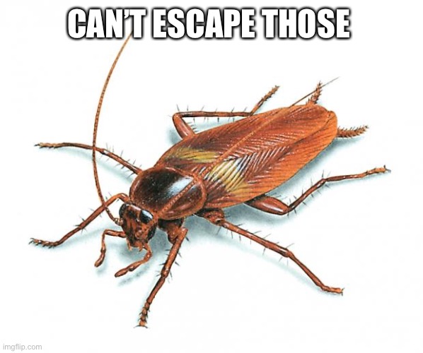Cockroach | CAN’T ESCAPE THOSE | image tagged in cockroach | made w/ Imgflip meme maker