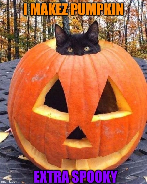 EXTRA SPOOKY | I MAKEZ PUMPKIN; EXTRA SPOOKY | image tagged in cats,funny cats,pumpkin,spooktober | made w/ Imgflip meme maker