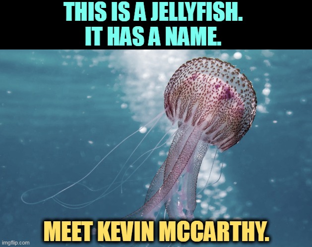 THIS IS A JELLYFISH.
IT HAS A NAME. MEET KEVIN MCCARTHY. | image tagged in jellyfish,kevin mccarthy,weak | made w/ Imgflip meme maker