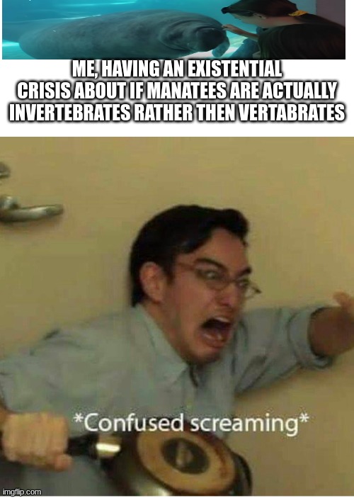 THEY HAVE A RIGID FORM BUT THEIR BODIES CAN SQUISH UP AGAINST STUFF HELP | ME, HAVING AN EXISTENTIAL CRISIS ABOUT IF MANATEES ARE ACTUALLY INVERTEBRATES RATHER THEN VERTABRATES | image tagged in confused screaming | made w/ Imgflip meme maker
