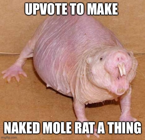 naked mole rat | UPVOTE TO MAKE; NAKED MOLE RAT A THING | image tagged in naked mole rat | made w/ Imgflip meme maker